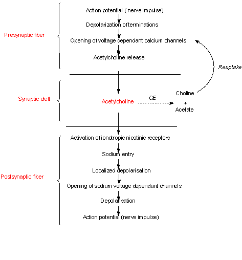 http://www.pharmacorama.com/en/Sections/images/Acetylcholine_2_2_clip_image003.gif