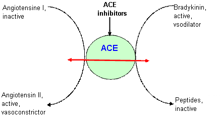 Consequences of the inhibition of angiotensin converting enzyme