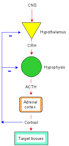 regulation of acth