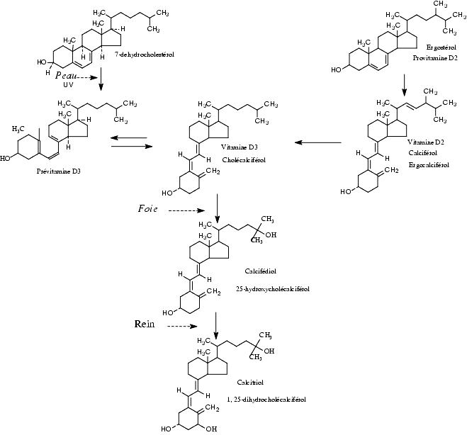 Схема синтеза кальцитриола